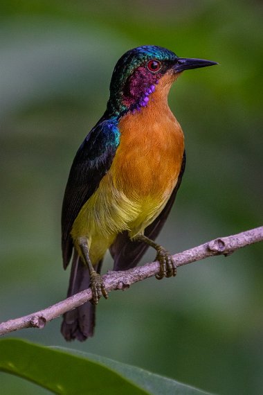 025 Sandakan, rainforest discovery centre.jpg